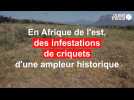 L'Afrique de l'Est connaît la pire invasion de criquets depuis 25 ans