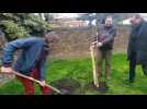 Plantation de poiriers à Montignies-sur-Sambre