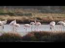 Zoom sur : les Flamants roses de Corse