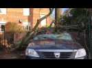 Tempête Ciara : un arbre s'abat sur une voiture à Courchelettes