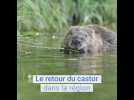 Le retour du castor : le teaser