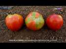 Virus de la tomate : une première exploitation touchée en France