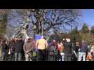 L'hêtre de Sorèze dans le Tarn en lice pour le concours du plus bel arbre européen de l'année