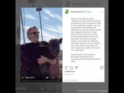 VIDEO : Joaquin Phoenix sauve une vache et son veau d'un abattoir