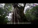 À la découverte de l'île japonaise de Yakushima qui abrite le plus vieil arbre du monde