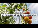 Alerte sur un nouveau virus (ToBRFV) qui menace les cultures de tomates, piments et poivrons