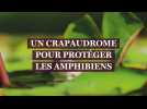 Grenouilles et crapauds dans les filets