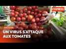 Tomates en danger : un virus menace les productions