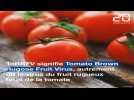 Virus de la tomate : c'est quoi ce nouveau virus ?