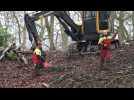 Bruxelles Environnement abat 200 arbres dans le parc de la Woluwe