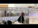 Vergèze : 1000 animaux de basse-cour au salon Avinature