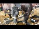 Paris, Salon de l'Agriculture: témoignages d'Édith Macke, éleveuse de vaches Rouge Flamande et de Gilles Druet de vaches Bleue du Nord