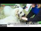 La ferme pédagogique, star du Salon de l'agriculture