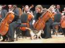 Un chat s'incruste au milieu d'un orchestre en concert à Istanbul (vidéo)