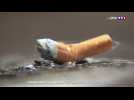 Du caniveau à l'assiette : l'itinéraire d'un mégot de cigarette jeté par terre