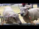 Salon de l'agriculture : le concours des moutons boulonnais
