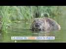 Le retour du castor à Roubaix