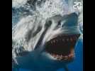 Requins: des «mangeurs d'homme», myhe ou réalité?