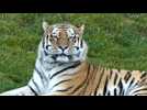 Une caméra capte les images d'un tigre chassant le plus grand bovin du monde