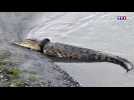 Indonésie : une récompense pour celui qui libérera un crocodile avec un pneu coincé autour du cou