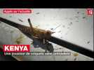 Kenya : une invasion de criquets sans précédent