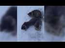 Un Canadien sauve trois chatons prisonniers de la glace au milieu de la route (vidéo)