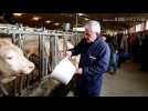 Vente de taureaux à Sommepy-Tahure