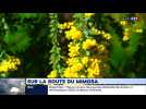 Sur la Route du Mimosa