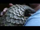 Coronavirus : la piste du pangolin