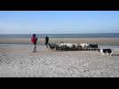 Bray-Dunes: transhumance des moutons vers Zuydcoote.