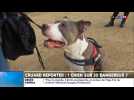 Cruard Reporter : 1 chien sur 20 dangereux ?