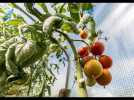 L'Anses alerte sur un nouveau virus (ToBRFV) qui menace les cultures de tomates, piments et poivrons