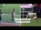 Ce chien a débarqué en plein match de foot et il avait très envie de jouer