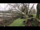 Tempête Dennis : des arbres arrachés à Cambrai, près du canal de Saint-Quentin