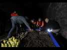 ILs font pousser des endives dans un tunnel à Vireux-Molhain