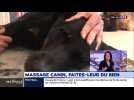 Massage canin, faites-leur du bien