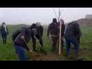 Plantation d'un verger dans le cadre de l'opération Arbrenkit en Wapi