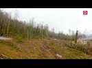 Des centaines d'arbres coupés illégalement à Perles-et-Castelet, en Ariège