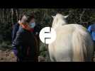 La médiation par le cheval à Equinature