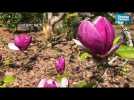 Camélias, cerisiers et magnolias en fleurs à Nantes