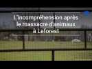 Massacre d'animaux à Leforest