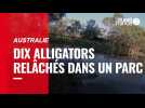 VIDÉO. Australie : dix alligators relâchés dans un parc