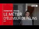 VIDEO : Le métier d'éleveur de félins