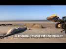 Merlimont : un rorqual de quinze mètres de long s'échoue sur la plage