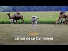 Feignies : à la Camélerie, le projet de commercialiser le lait