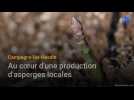 Campagne-lés-Hesdin : au coeur d'une production d'asperges locales