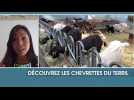 Découvrez les chevrettes du terril