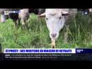 St-Priest : des moutons en maison de retraite