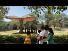 Inde: le zoo de Delhi rouvre après un an de fermeture