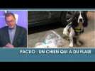 Packo, un chien qui a du flair